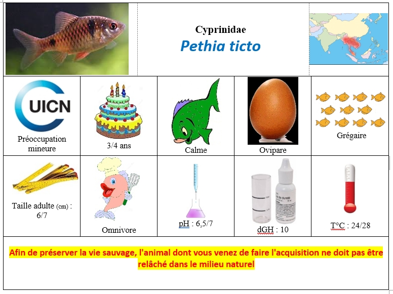 Pethia ticto