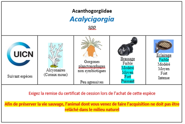Acalycigorgia