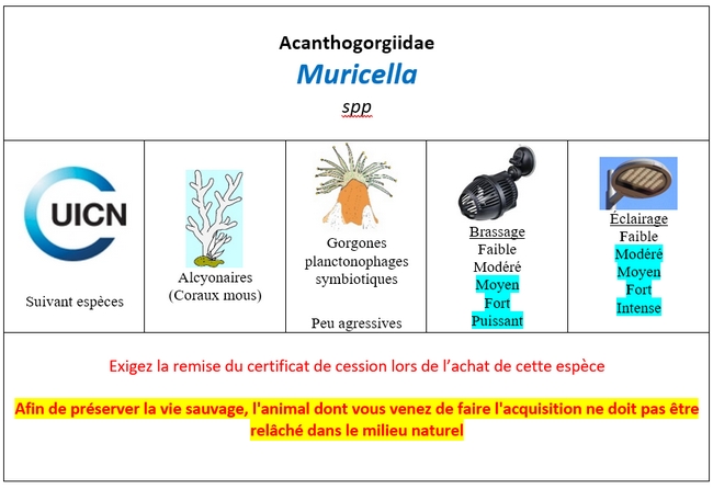 Muricella