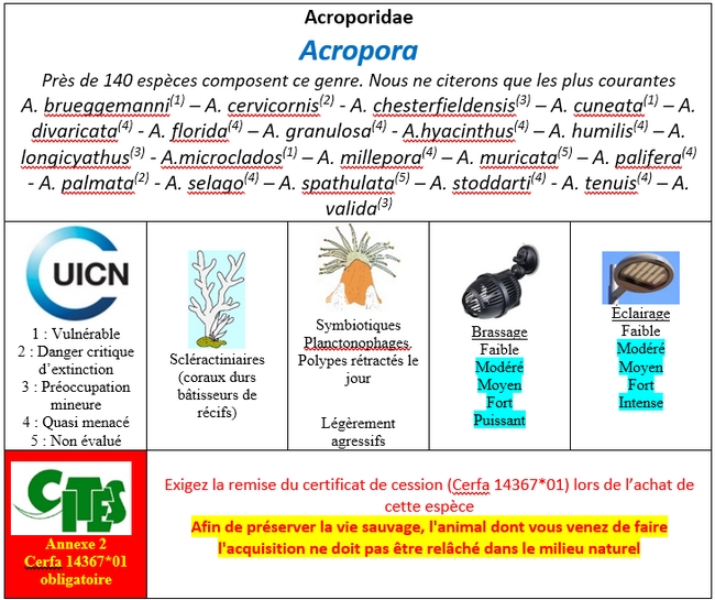 Acropora