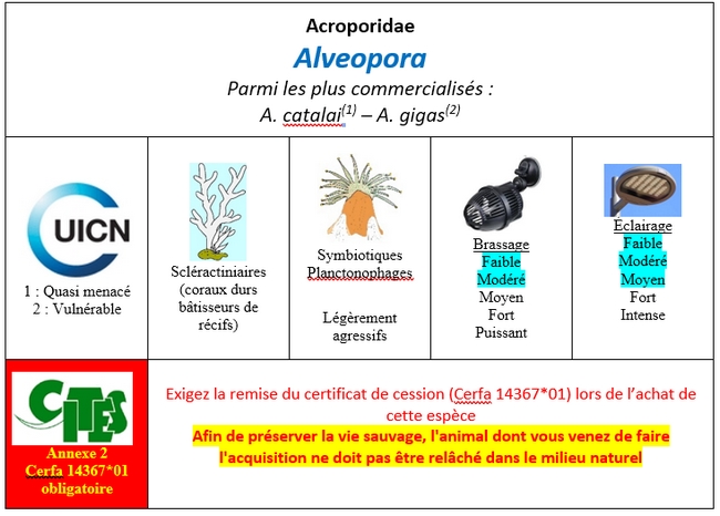 Alveopora