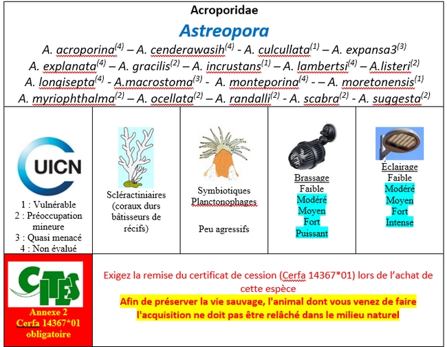 Astreopora