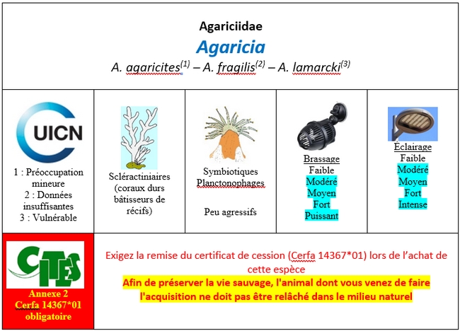 Agaricia