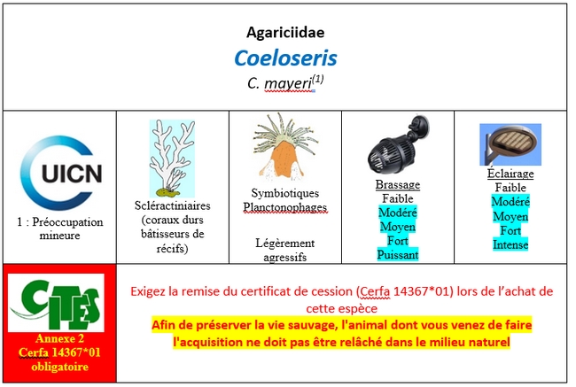 Coeloseris