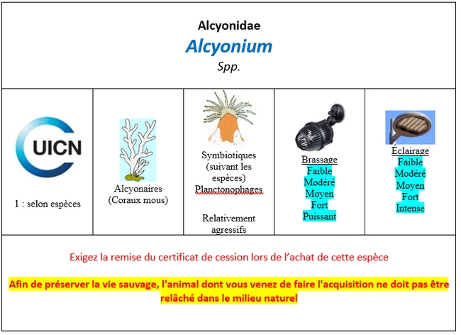 Alcyonium