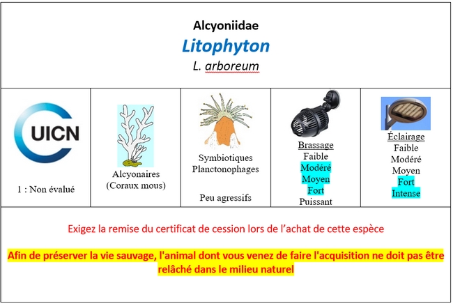 Litophyton
