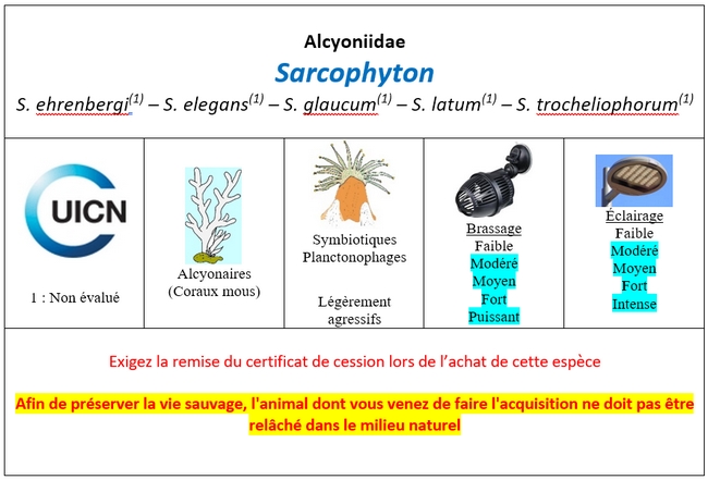 Sarcophyton