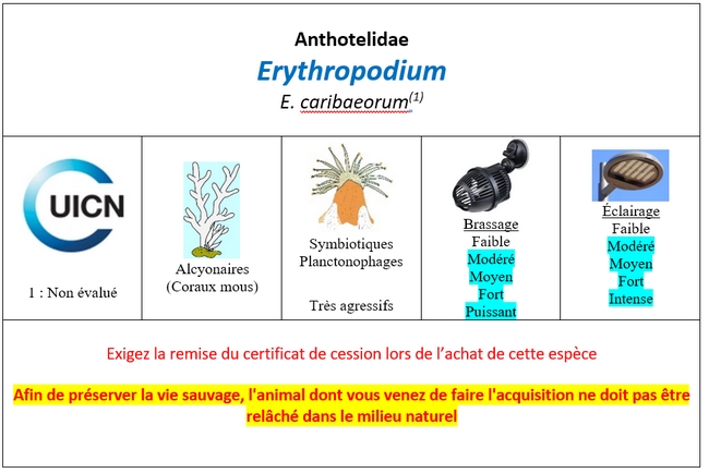 Erythropodium
