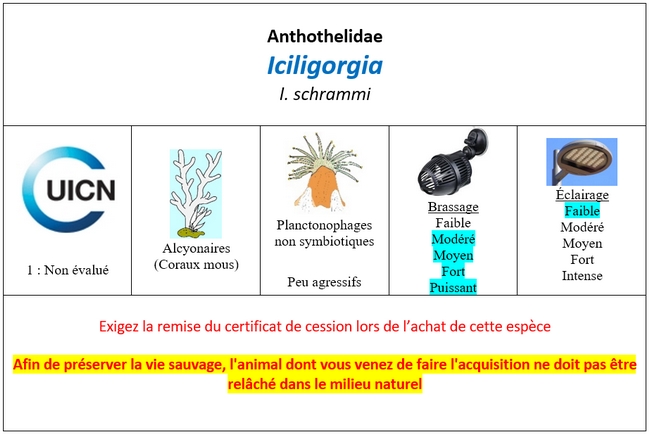 Iciligorgia