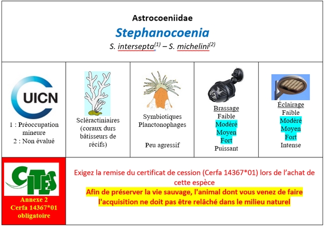 Stephanocoenia