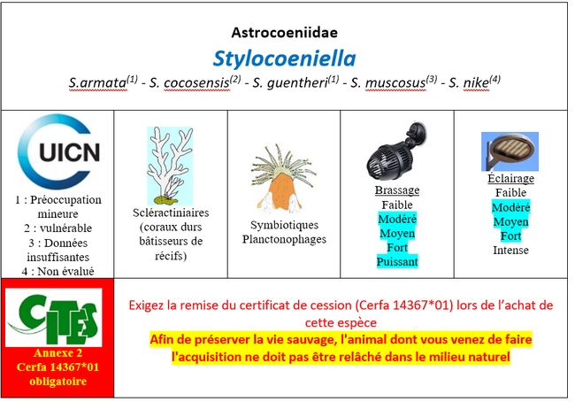 Stylocoeniella