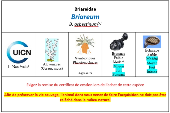 Briareum