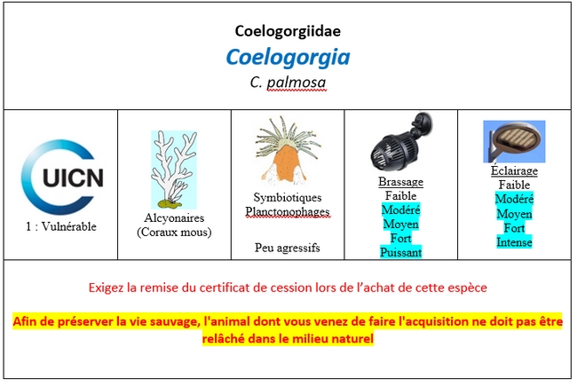 Coelogorgia