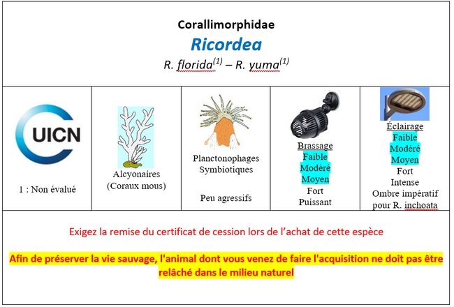 Ricordea