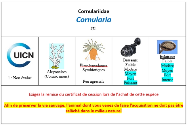 Cornularia