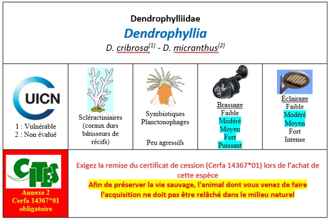 Dendrophyllia