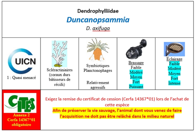 Duncanopsammia