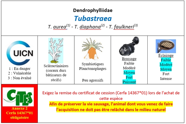 Tubastraea