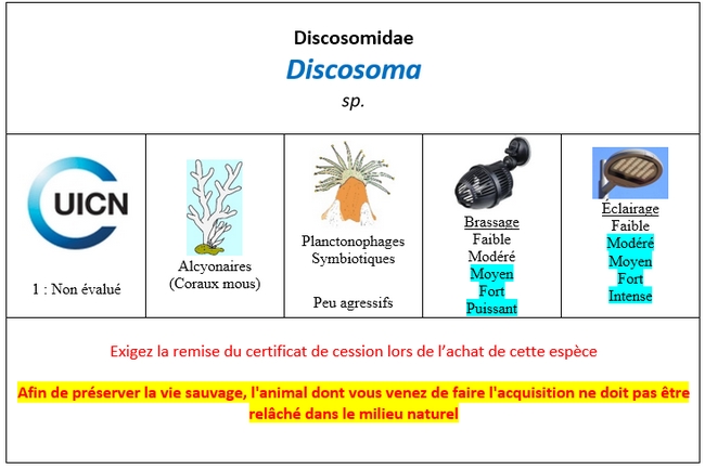 Discosoma