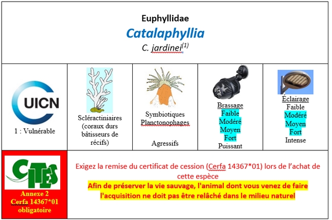 Catalaphyllia