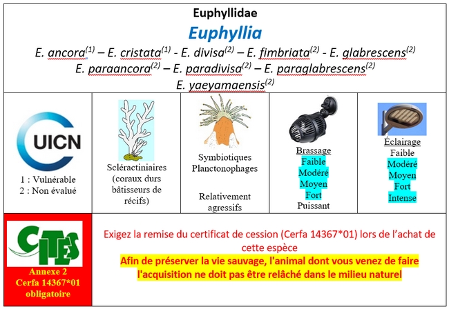Euphyllia