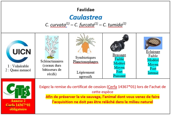 Caulastrea
