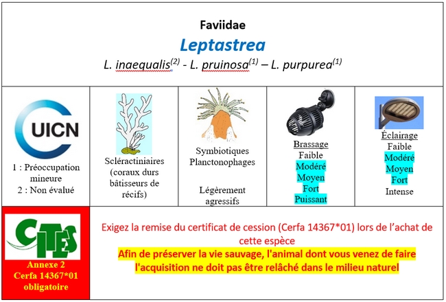 Leptastrea
