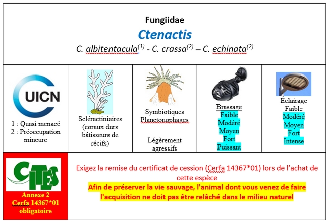 Ctenactis