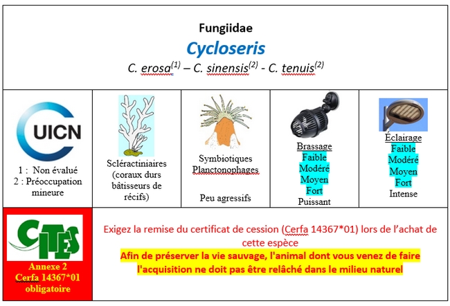 Cycloseris