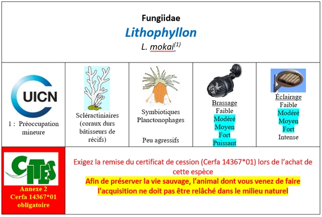 Lithophyllon