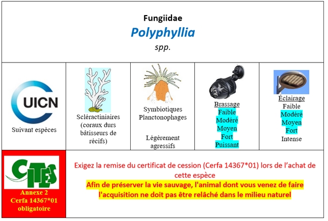 Polyphyllia