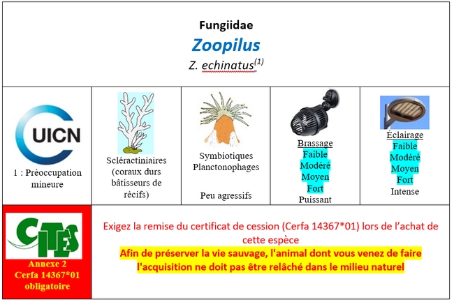 Zoopilus