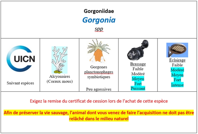 Gorgonia