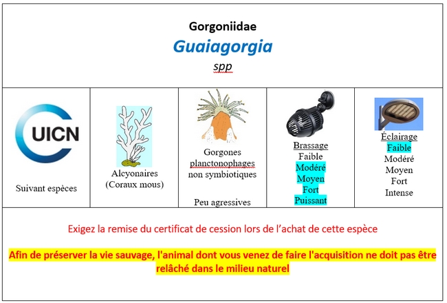 Guaiagorgia