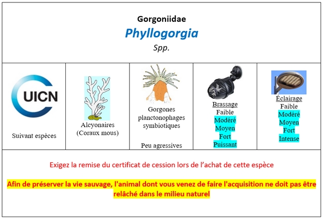 Phyllogorgia