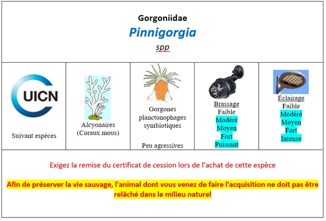 Pinnigorgia