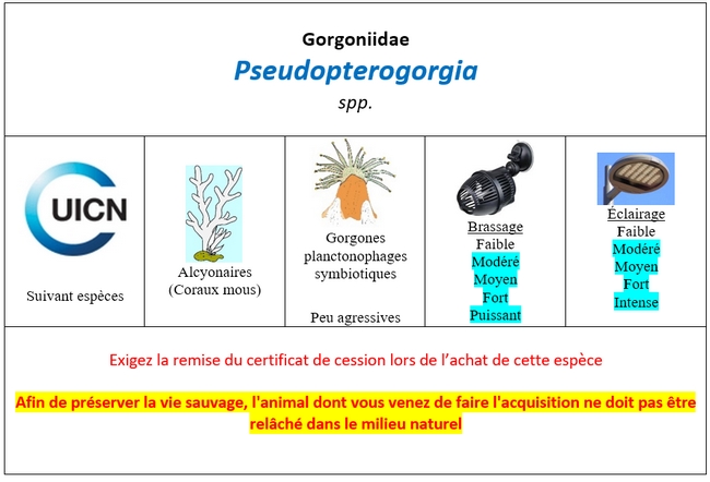 Pseudopterogorgia