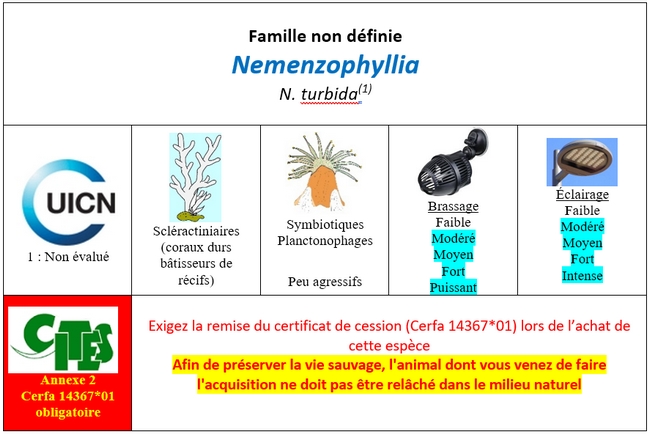 Nemenzophyllia