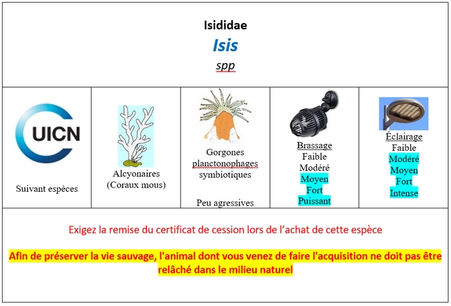 Isis