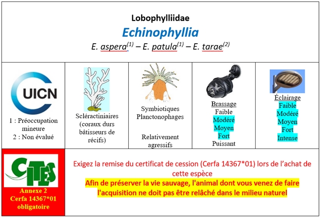 Echinophyllia