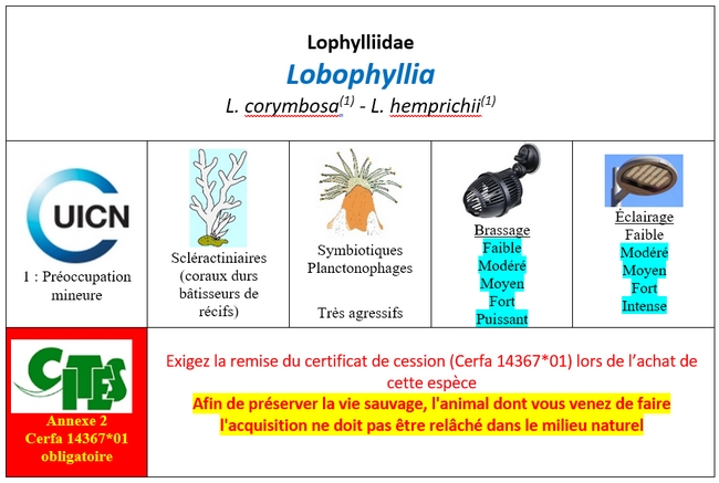 Lobophyllia