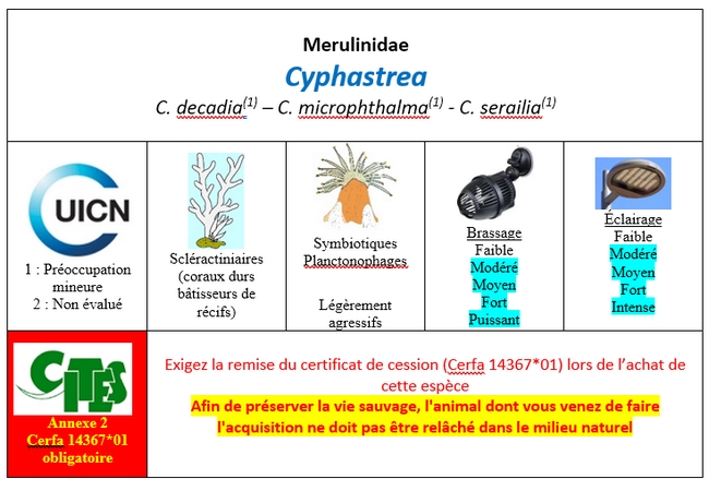 Cyphastrea