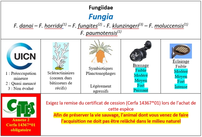 Fungia