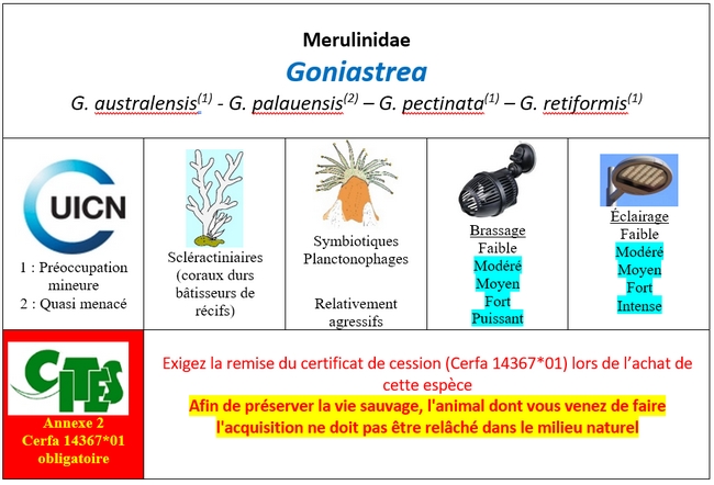 Goniastrea
