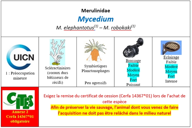 Mycedium