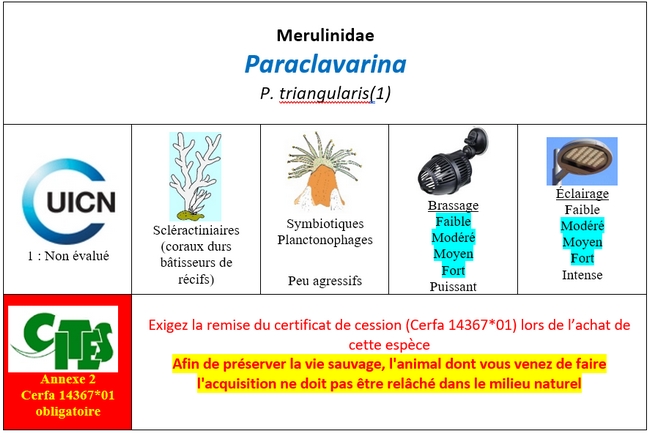 Paraclavarina