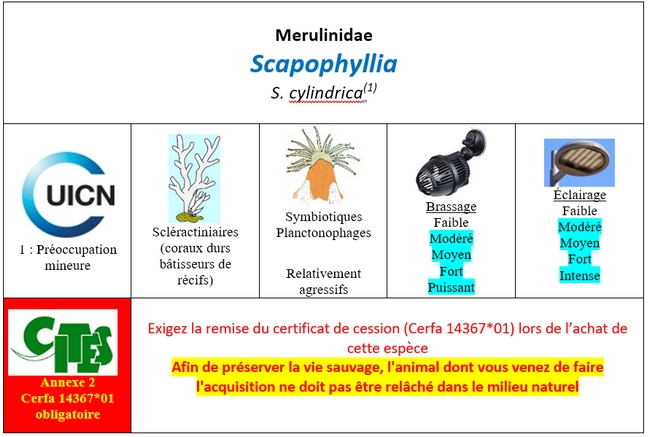 Scapophyllia