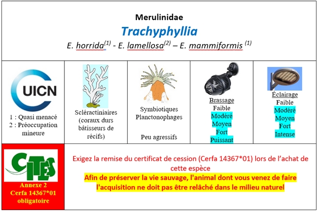 Trachyphyllia