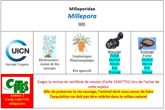 Millepora