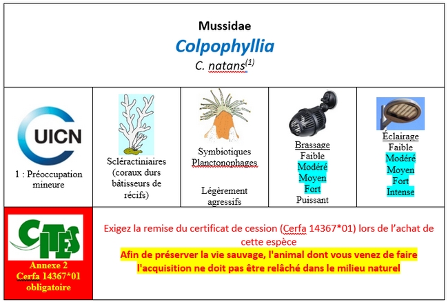 Colpophyllia